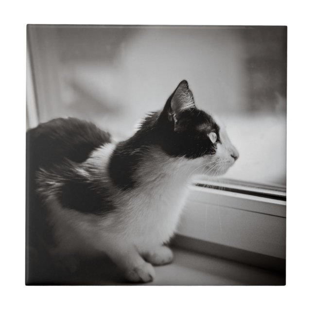 Azulejo De Cerâmica Gato que olha fora (Frente)