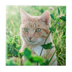 Azulejo De Cerâmica Gato Ruivo com Olhos Verdes na Relva