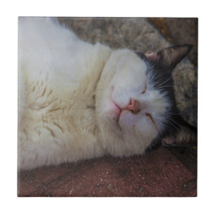 Azulejo De Cerâmica Gato satisfeito que dorme nela para trás