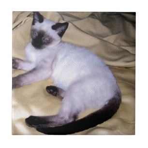 Azulejo De Cerâmica Gato siamês, arenito, animais de estimação, gatinh