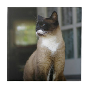 Azulejo De Cerâmica Gato Siamês no Porch