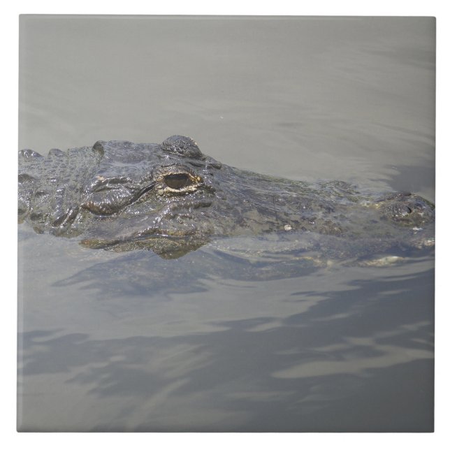 Azulejo De Cerâmica Gator em Espera (Frente)