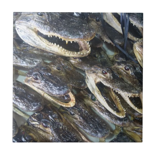 Azulejo de cerâmica Gator Head (Frente)