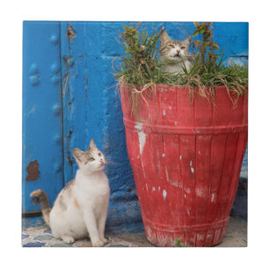 Azulejo De Cerâmica Gatos brincando, Rabat, Marrocos
