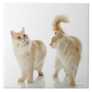 Azulejo De Cerâmica Gatos de Munchkin