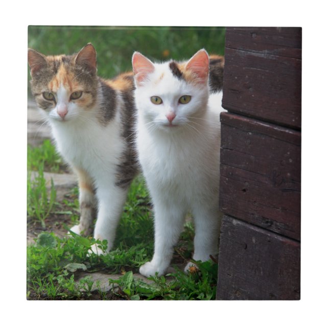 Azulejo De Cerâmica Gatos fora brincando (Frente)