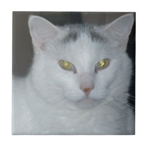 Azulejo De Cerâmica Gatos Pensamentos Brancos