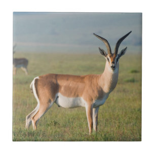 Azulejo De Cerâmica Gazela de Grant, Cratera de Ngorongoro, Ngorongoro
