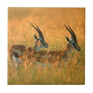 Azulejo De Cerâmica Gazela de Thomson (Gazella Thomsonii) ao Amanhecer