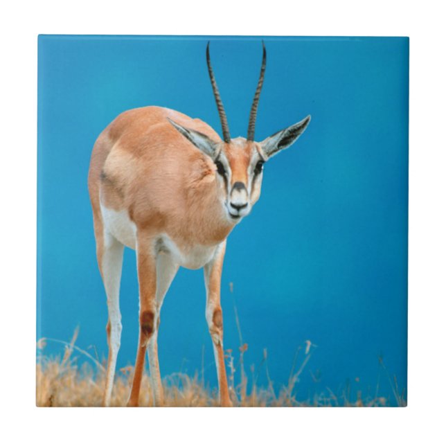 Azulejo De Cerâmica Gazelle (Gazella Granti) Ewe Retrait (Frente)