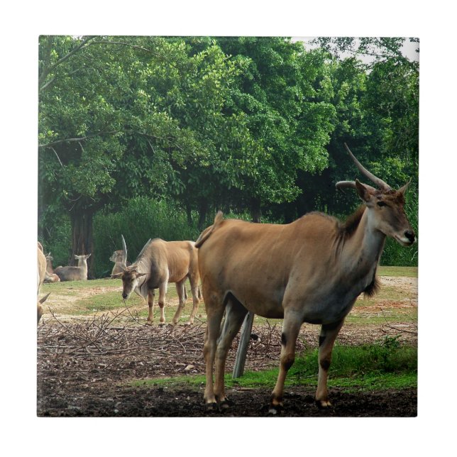 Azulejo De Cerâmica Gazelle, zoológico selvagem,羚. (Frente)