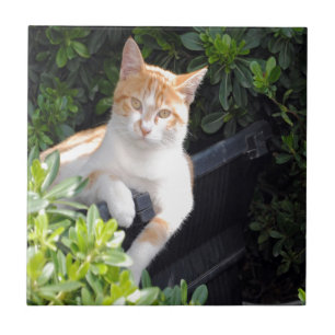 Azulejo De Cerâmica Gengibre e gato branco