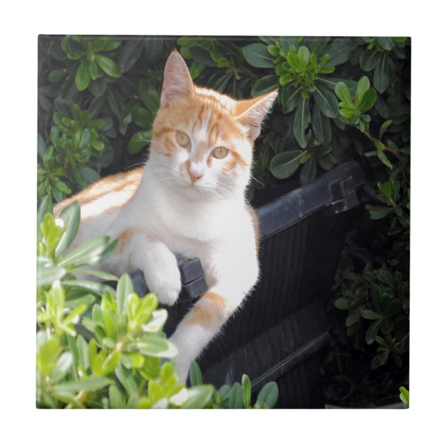 Azulejo De Cerâmica Gengibre e gato branco (Frente)