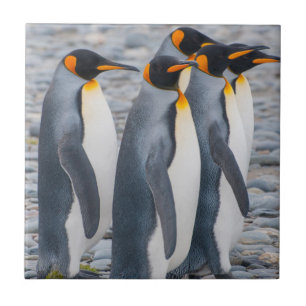 Azulejo De Cerâmica Geórgia do Sul. Pinguins-imperadores