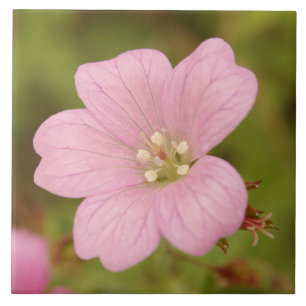 Azulejo De Cerâmica Gerânio selvagem cor-de-rosa