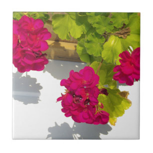Azulejo De Cerâmica Gerânios cor-de-rosa, bonito flores cor-de-rosa