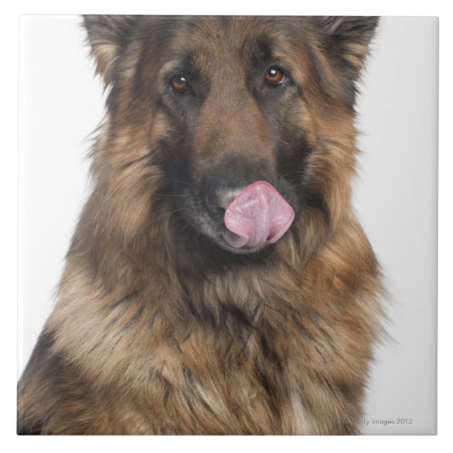 Azulejo De Cerâmica German shepherd (Frente)