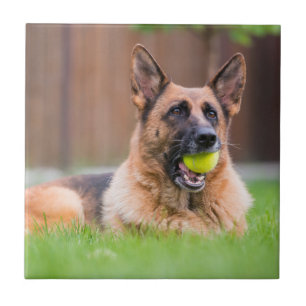 Azulejo De Cerâmica German shepherd Com Bola De Tênis