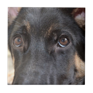 Azulejo De Cerâmica German shepherd de Shirley Taylor