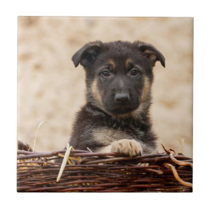 Azulejo De Cerâmica German shepherd Em Cesta
