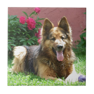 Azulejo De Cerâmica German shepherd Longhair