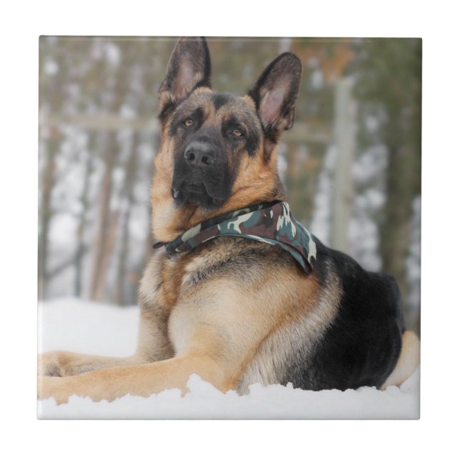 Azulejo De Cerâmica German shepherd Na Neve (Frente)