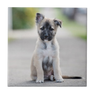 Azulejo De Cerâmica German shepherd no caminho