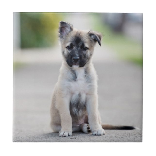 Azulejo De Cerâmica German shepherd no caminho (Frente)