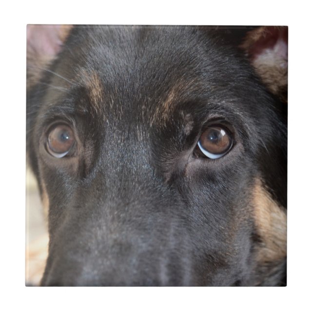 Azulejo De Cerâmica German shepherd por Shirley Taylor (Frente)