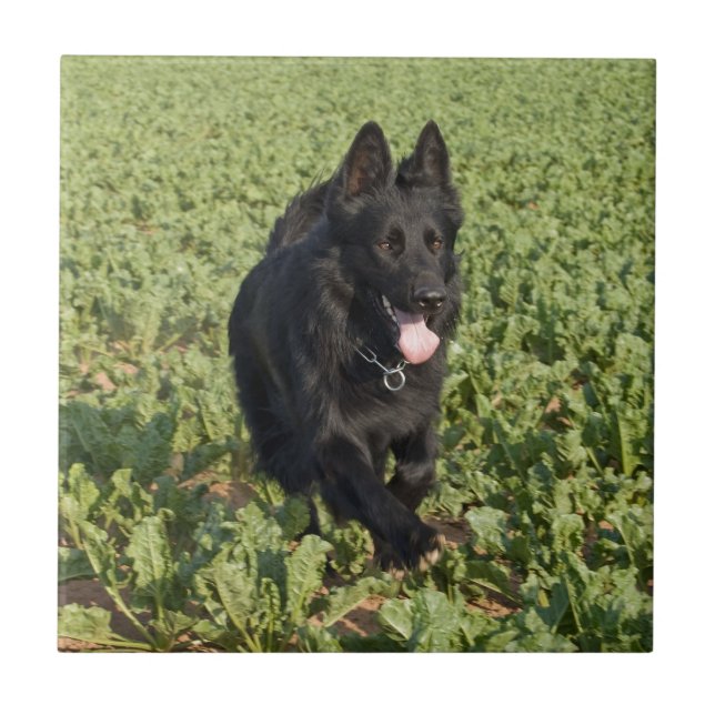 Azulejo De Cerâmica German shepherd preto da laca (Frente)
