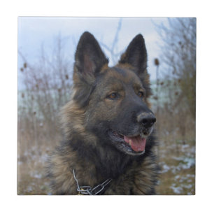 Azulejo De Cerâmica German shepherd Preto-selado lindo
