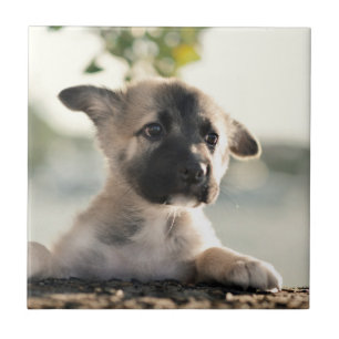 Azulejo De Cerâmica German shepherd Puppy Sobre A Borda