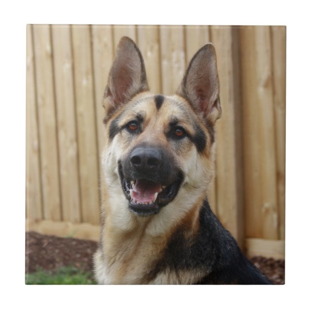 Azulejo De Cerâmica German shepherd Sentado (Frente)