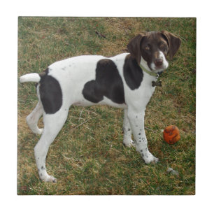 Azulejo De Cerâmica German_short_haired_pointer_puppy