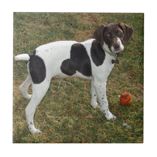 Azulejo De Cerâmica German_short_haired_pointer_puppy (Frente)