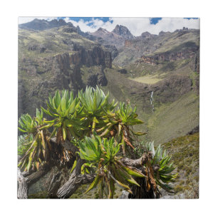 Azulejo De Cerâmica Giant Groundsel Ou Dendrosenecio