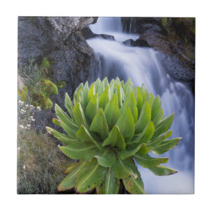 Azulejo De Cerâmica Giant Groundsel Ou Dendrosenecio 2