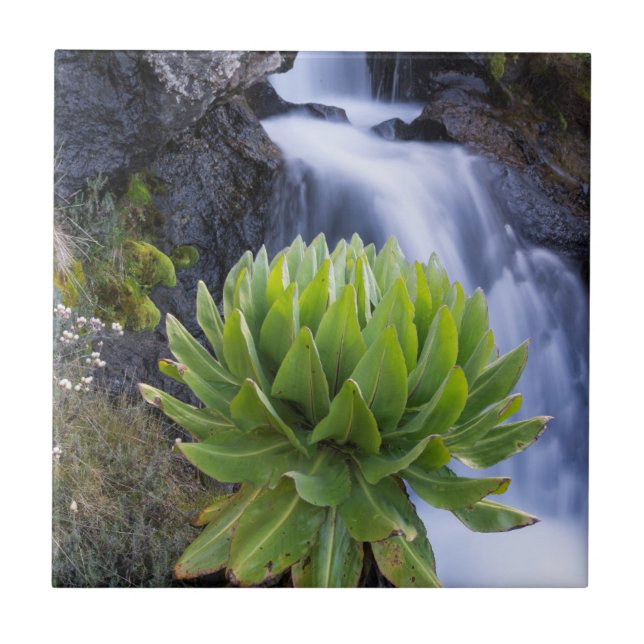 Azulejo De Cerâmica Giant Groundsel Ou Dendrosenecio 2 (Frente)