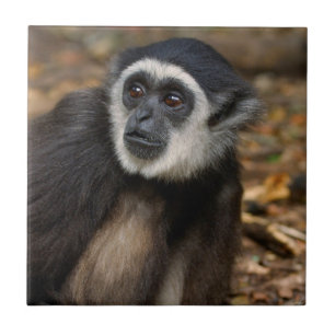 Azulejo De Cerâmica Gibão-de-mãos-brancas (Hylobates Lar), Monkeyland