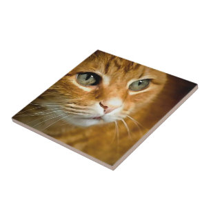 Azulejo De Cerâmica Ginger Tabby Cat Posicionando Retrato