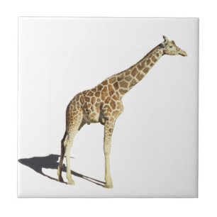 Azulejo De Cerâmica Girafa