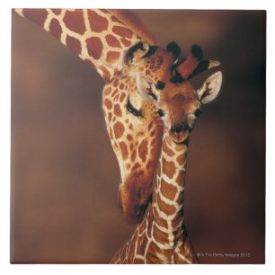 Azulejo De Cerâmica Girafa adulto com vitela (camelopardalis do