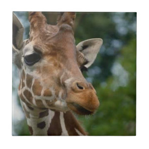 Azulejo De Cerâmica Girafa Amava a Vida Selvagem
