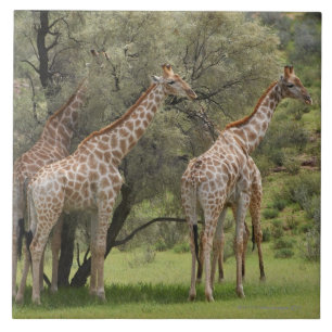 Azulejo De Cerâmica Girafa, camelopardalis do Giraffa, Kgalagadi 2