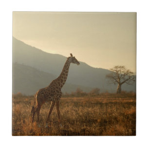 Azulejo De Cerâmica Girafa na Savana