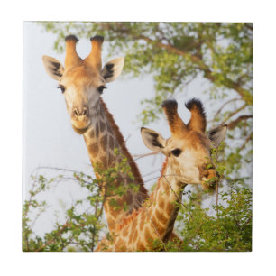 Azulejo De Cerâmica Girafas Espiando Acima da Vegetação