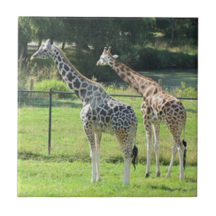 Azulejo De Cerâmica Girafas Incríveis
