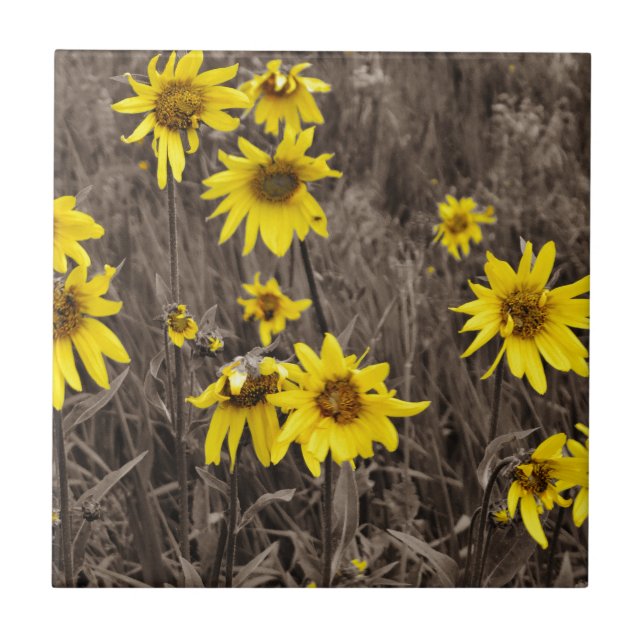 Azulejo De Cerâmica Girassol na Montanha Rochosa (Frente)