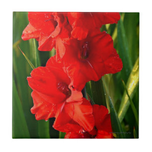 Azulejo De Cerâmica Gladiolas Vermelhas