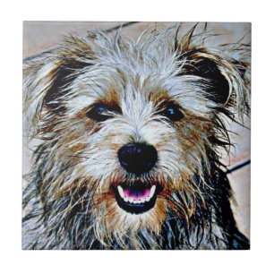 Azulejo De Cerâmica Glen de Imaal Terrier